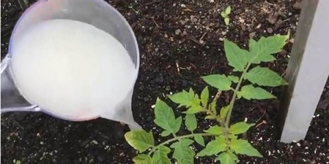 Kako zalijevati sadnice paradajza kvascem